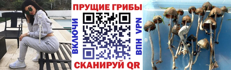 Псилоцибиновые грибы Magic Shrooms  закладки  Рязань 